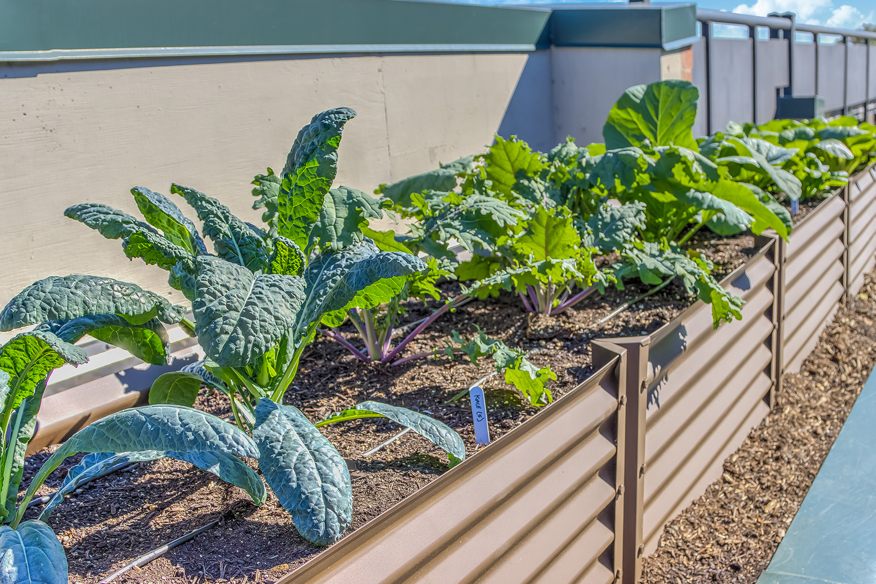Rooftop Urban Garden